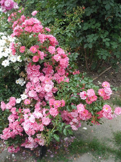 DSCF1095 - Heidetraum