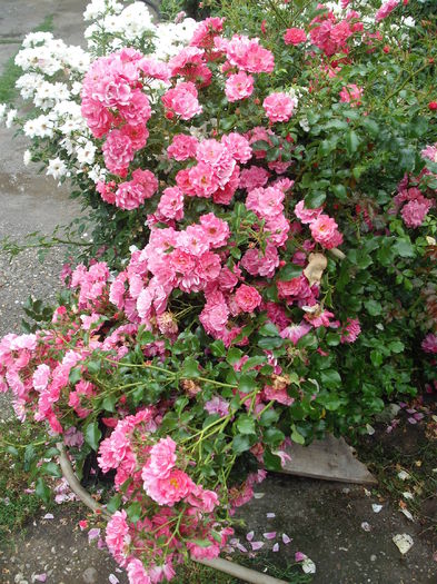 DSCF1153 - Heidetraum