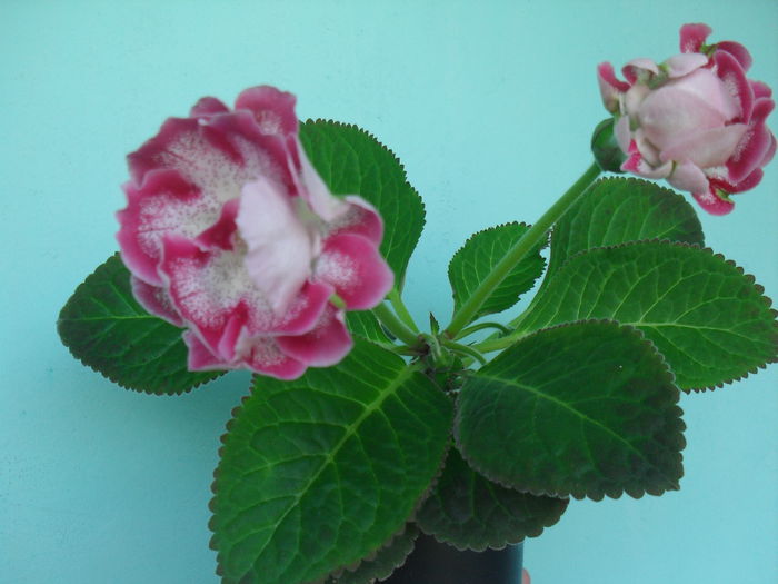 SDC12193 - GLOXINIA 2013-2014