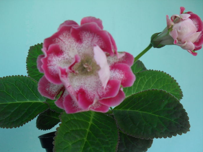 SDC12202 - GLOXINIA 2013-2014