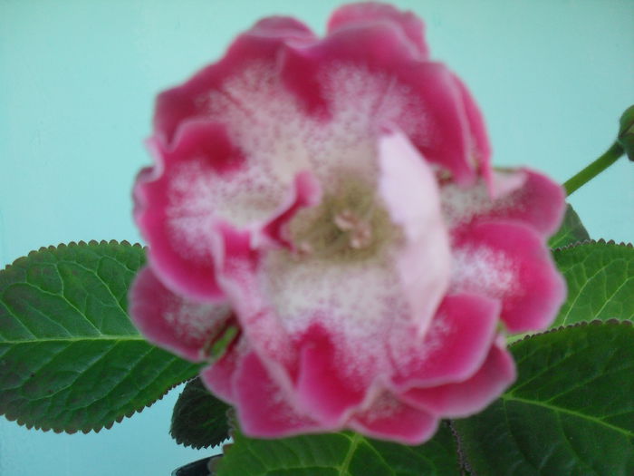 SDC12203 - GLOXINIA 2013-2014