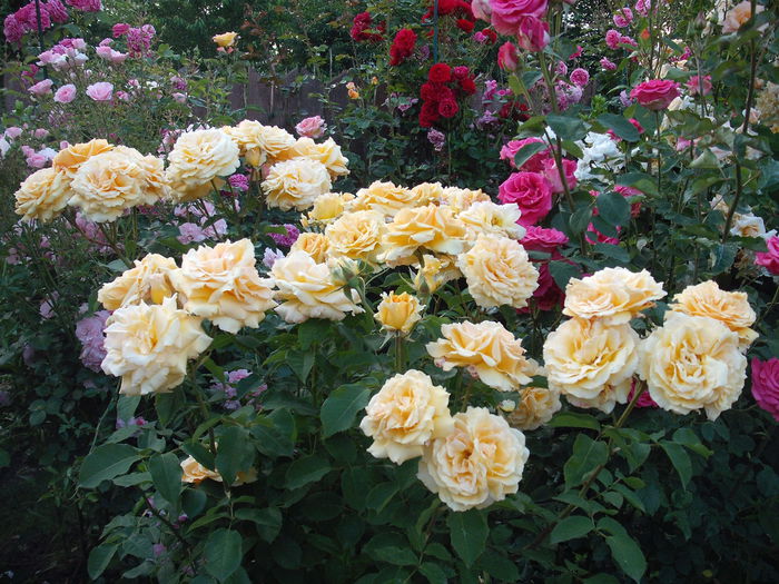 DSCF0899
