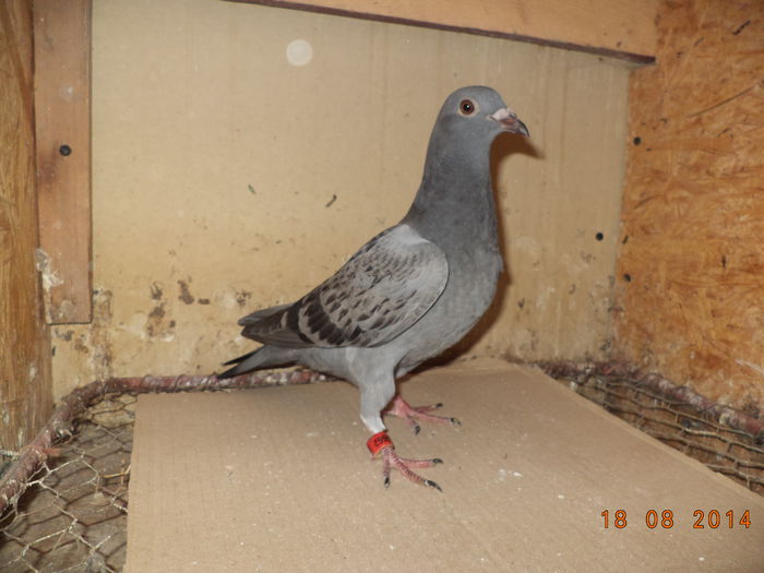 RO-2010-0595662 - Pui 2014