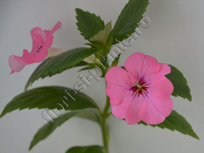 Achimenes Rosa Charm - ACHIMENES III