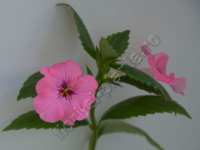 Achimenes Rosa Charm - ACHIMENES III