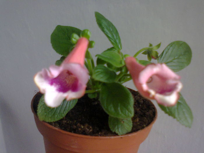  - A-Flori 2014