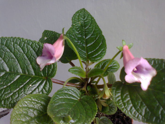  - A-Flori 2014
