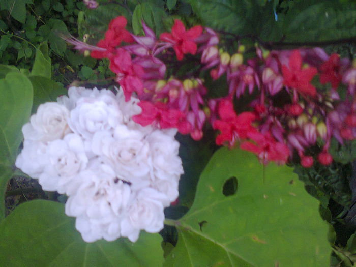 Clero phillippinum si clero splendens - A-Flori 2014
