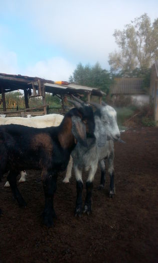 Fotografie1865; acestia sunt de vanzare
