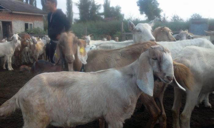 Fotografie1869; acesta NU este de vanzare
