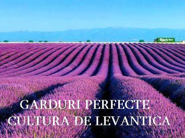 lavanda sapun gard - garduri de levantica