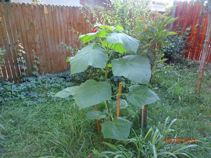 DSC01202 - Paulownia Romania 2014