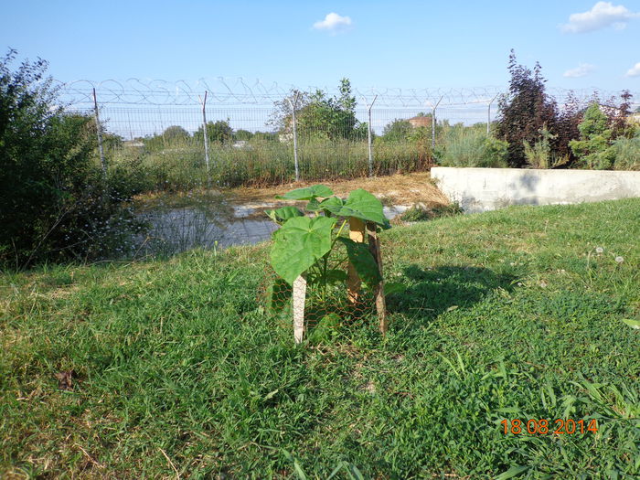 DSC01203 - Paulownia Romania 2014