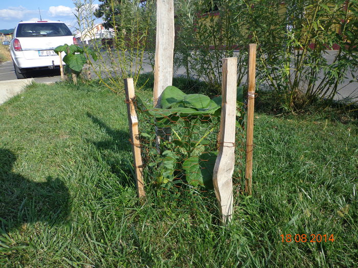 DSC01204 - Paulownia Romania 2014