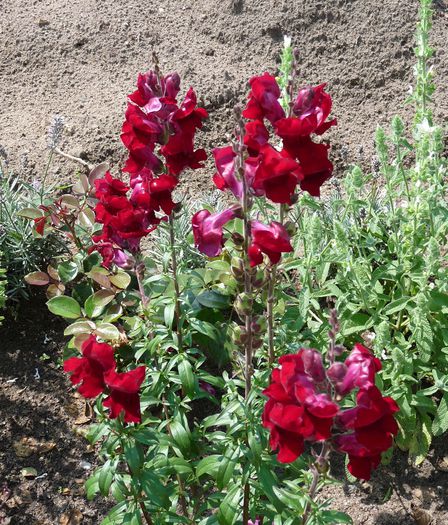 P1520019a - Gura leului - Antirrhinum majus