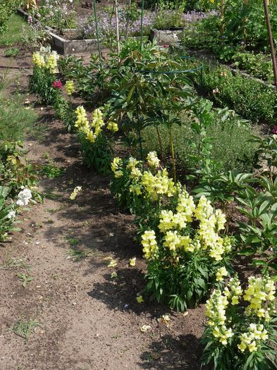 P1520021a (2); 30-40cm inaltime
