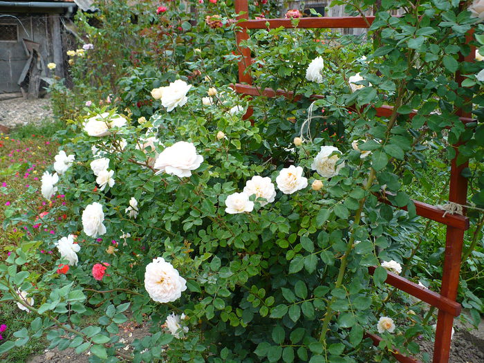 P1160650 - Crocus rose- an 2