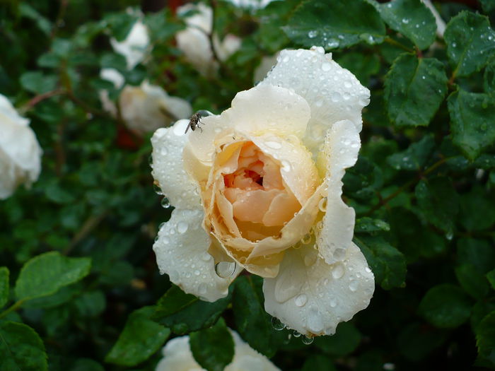 P1160741 - Crocus rose- an 2