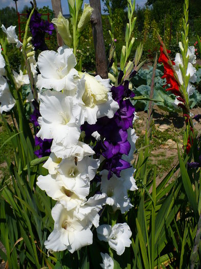 P1160626 - Gladiole 1