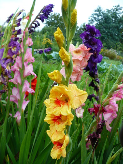 P1160724 - Gladiole 1