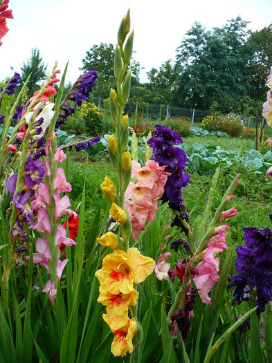 P1160726 - Gladiole 1