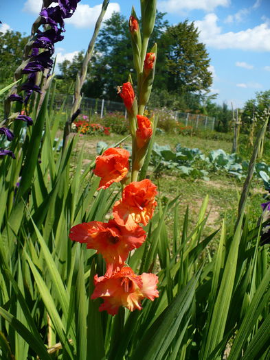 P1160489 - Gladiole 1