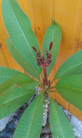 incep sa apara floricele mult asteptate:)) - achizitie noua plumeria august 2014