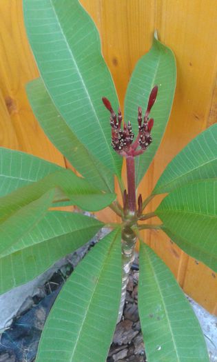 20140815_200351 - achizitie noua plumeria august 2014