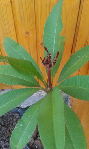 20140815_200334 - achizitie noua plumeria august 2014