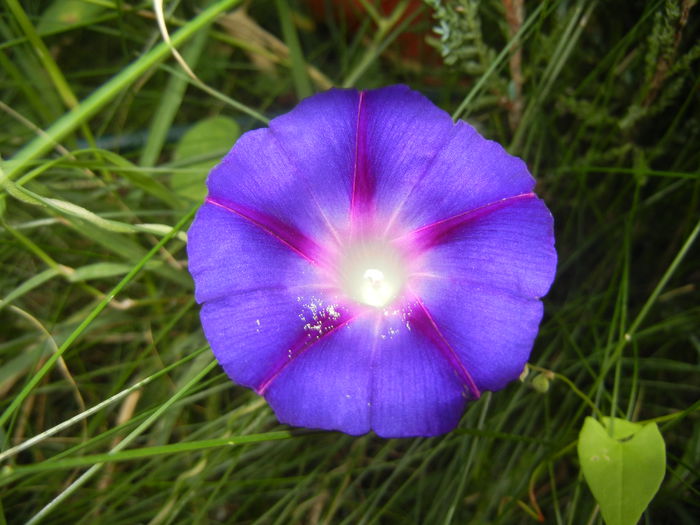 Morning Glory_Ipomoea (2014, Aug.08)