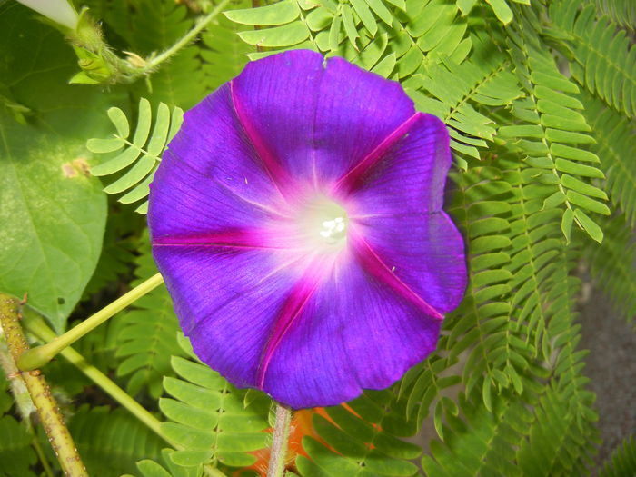 Morning Glory_Ipomoea (2014, Aug.08)