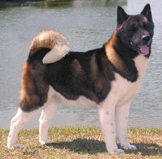 Akita-Inu-este-recunoscuta-ca-una-din-cele-mai-vechi-rase-de-caini-e1269400957675 - Cele mai interesante rase de caini