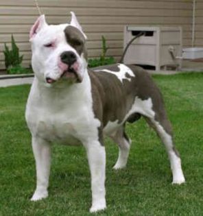 American-Staffordshire-Terrier2-250x266