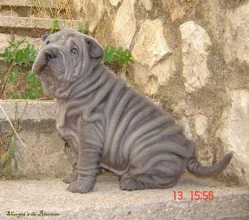 animale-vanzare-shar pei - Cele mai interesante rase de caini