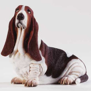 Basset Hound - Cele mai interesante rase de caini