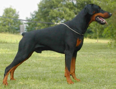 dobermann_ADULT - Cele mai interesante rase de caini