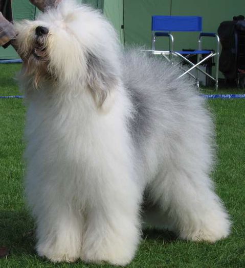 English-sheepdogs - Cele mai interesante rase de caini