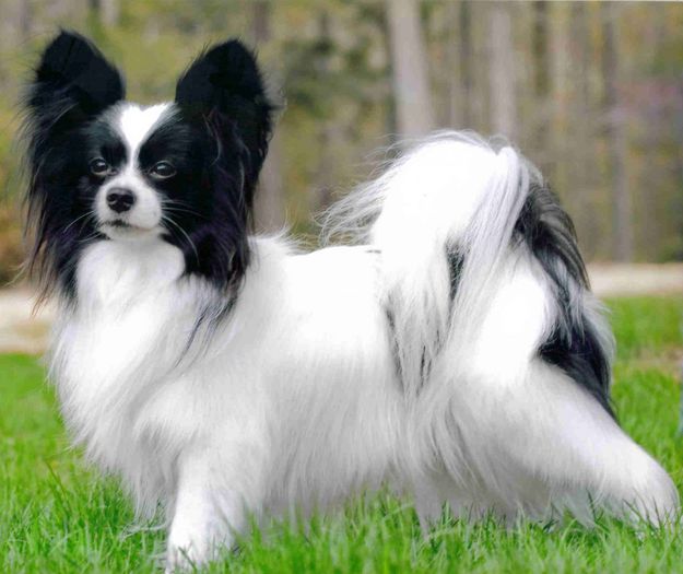 Papillon-Dog-and-Gress-Wallpaper-Download-1024x859 - Cele mai interesante rase de caini