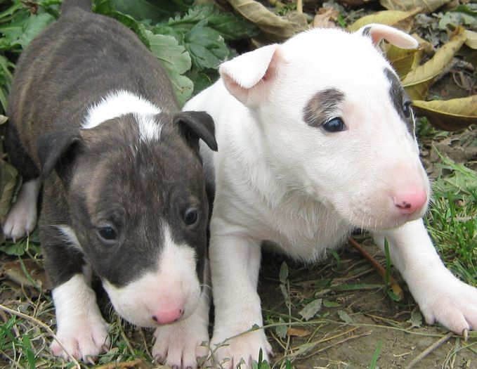 pic211813_caine_Bull_Terrier - Cele mai interesante rase de caini