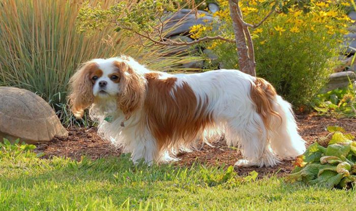 thumb_640x380_2275-cavalier king charles - Cele mai interesante rase de caini