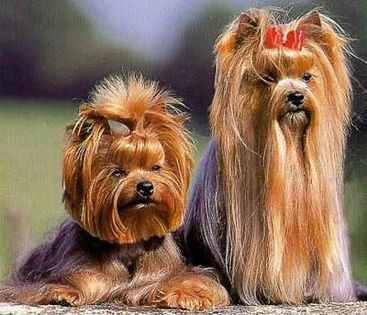 yorkshire-terrier-3