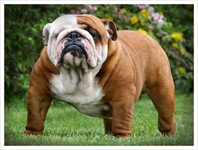 3-bulldog-500x380 - Cele mai interesante rase de caini