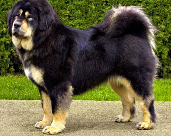 2002-mastiff tibetan - Cele mai interesante rase de caini
