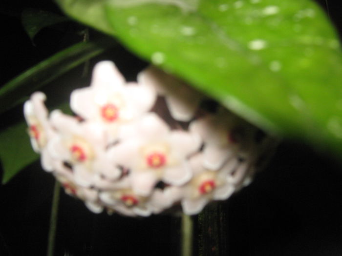 Picture My plants 763; Multumesc surioarei mele de suflet, Maria!
