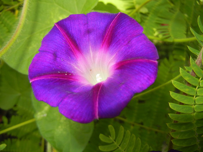 Morning Glory_Ipomoea (2014, Aug.08)