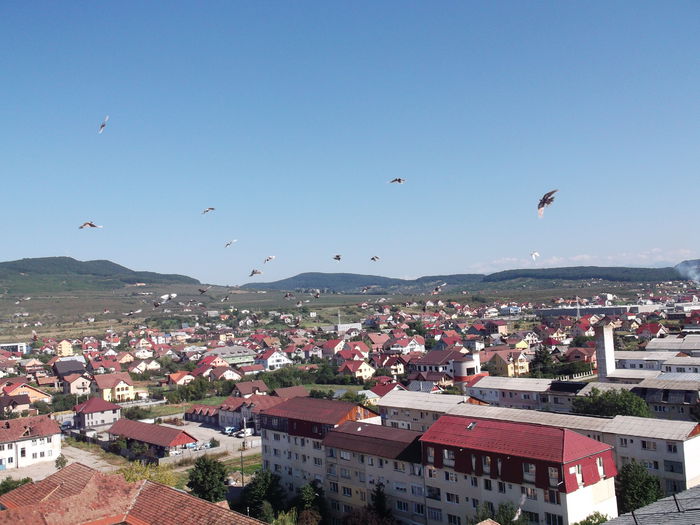 REVENIRE LA BAZA - PORUMBEI GAT-GOLAS