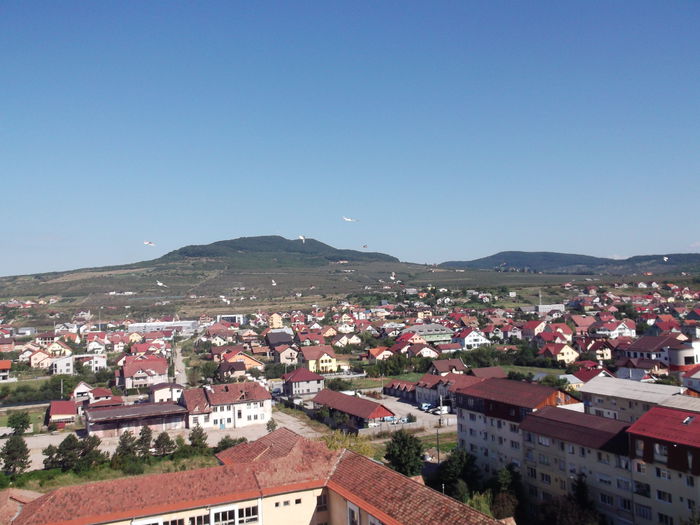 Picture 3831 - PORUMBEI GAT-GOLAS