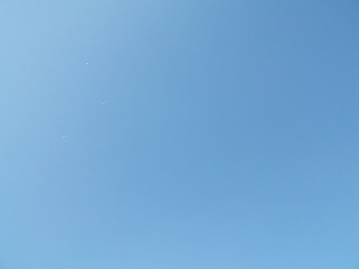 Picture 3838 - PORUMBEI GAT-GOLAS