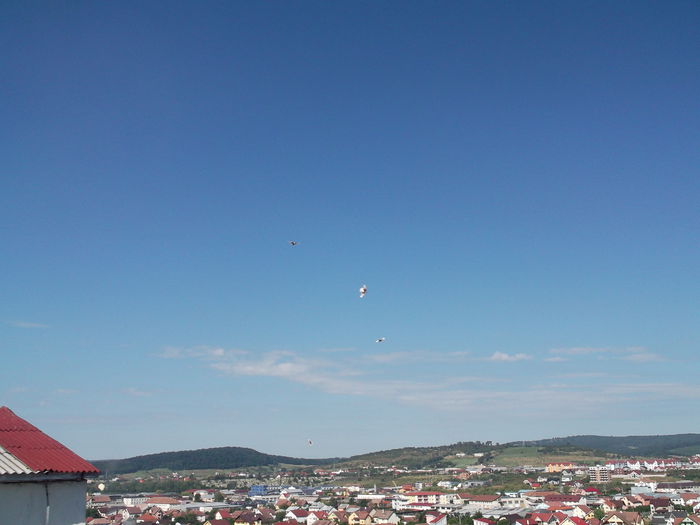 Picture 3840 - PORUMBEI GAT-GOLAS