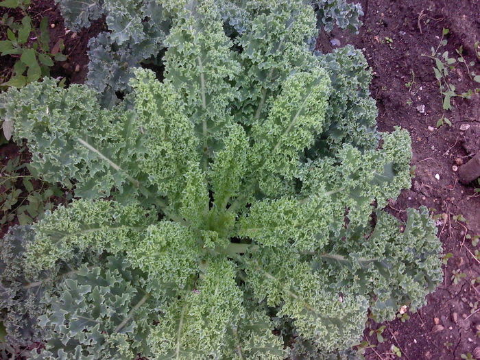 P080814_18.54 - Varza Kale -Dwarf Green Curled